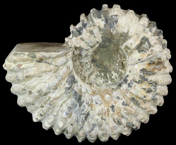 Bumpy Douvilleiceras Ammonite - Madagascar #53318